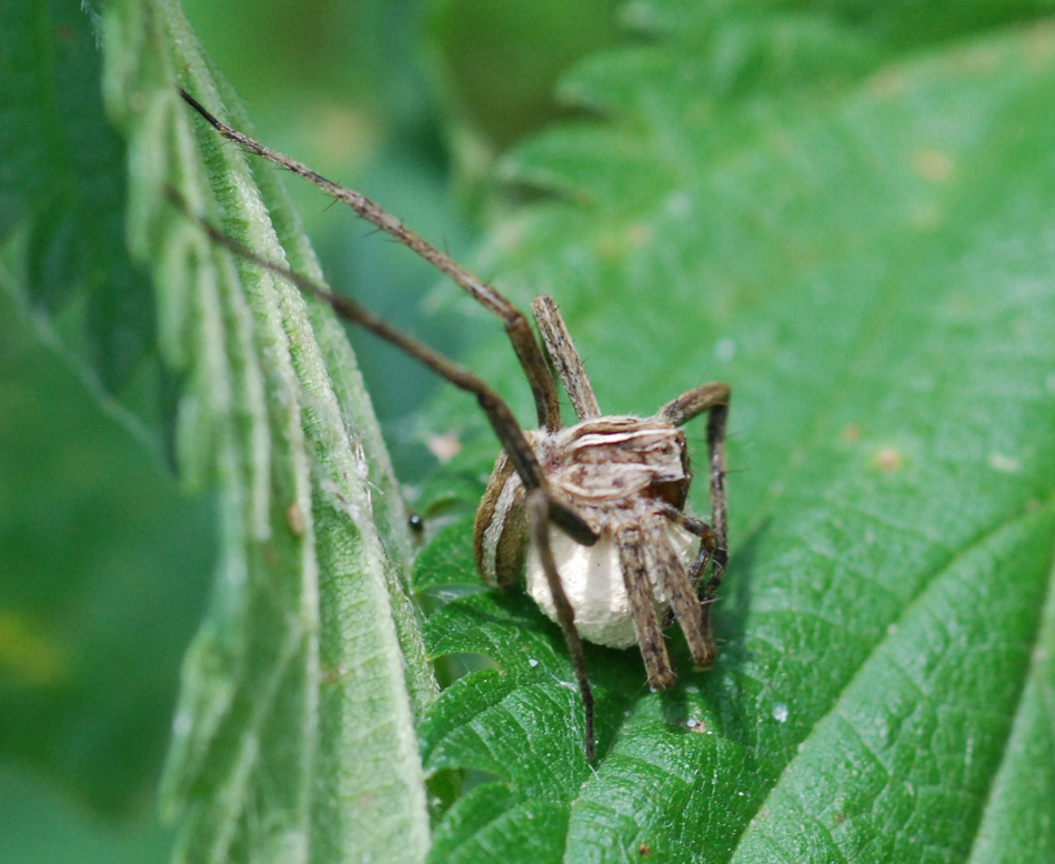 Pisaura sp.